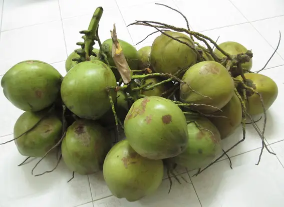 Dừa xiêm xanh quầy 12 trái