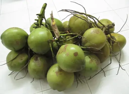 Dừa xiêm xanh quầy 12 trái